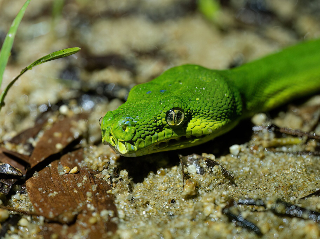 Faunagraphic Wildlife Tours-布里斯班必去景点