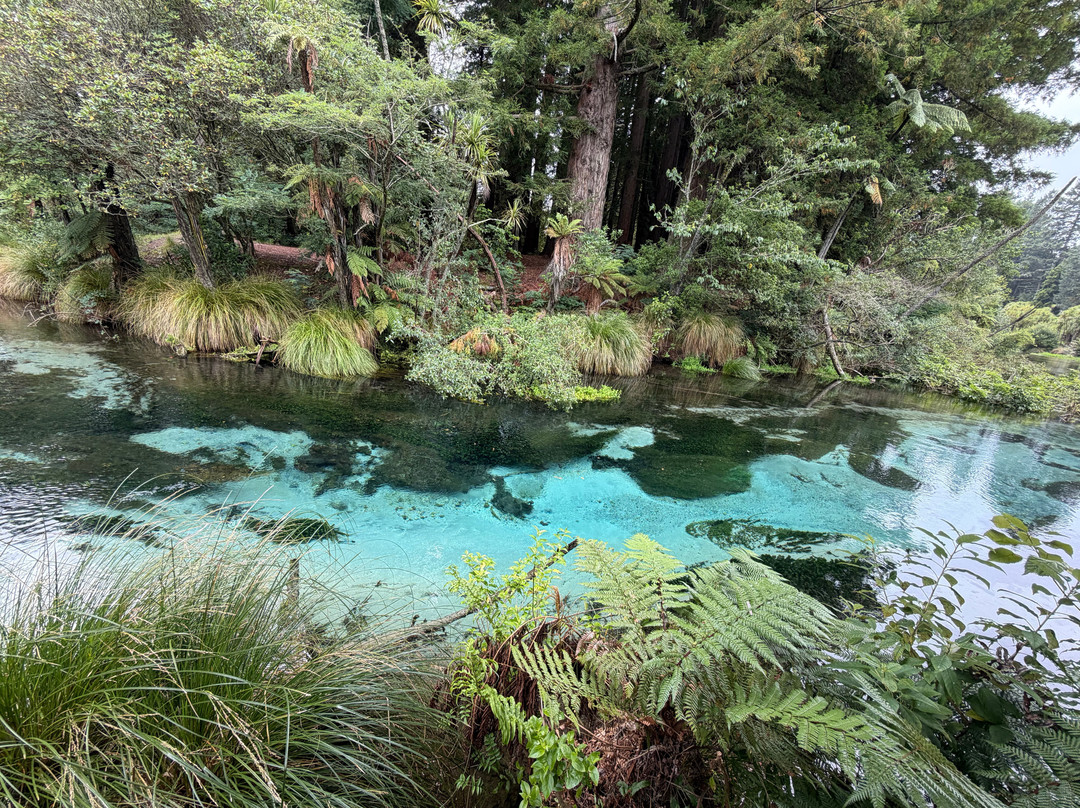 Hamurana Springs Nature Reserve-哈姆拉娜必去景点