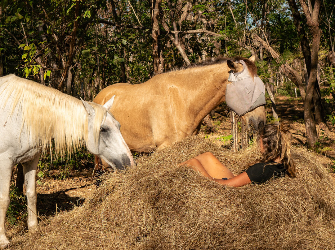 Mirador Equestrian-Playa Avellanas必去景点