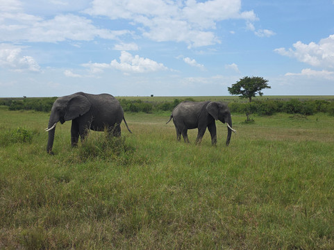 Sunnycreek Safaris-内罗毕必去景点
