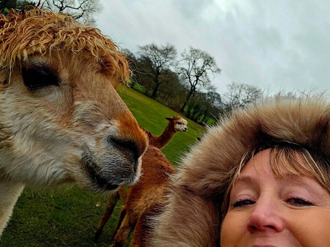 Cheshire Alpacas-Antrobus必去景点