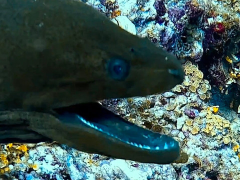 Himmafushi Scuba Adventure-Himmafushi Island必去景点