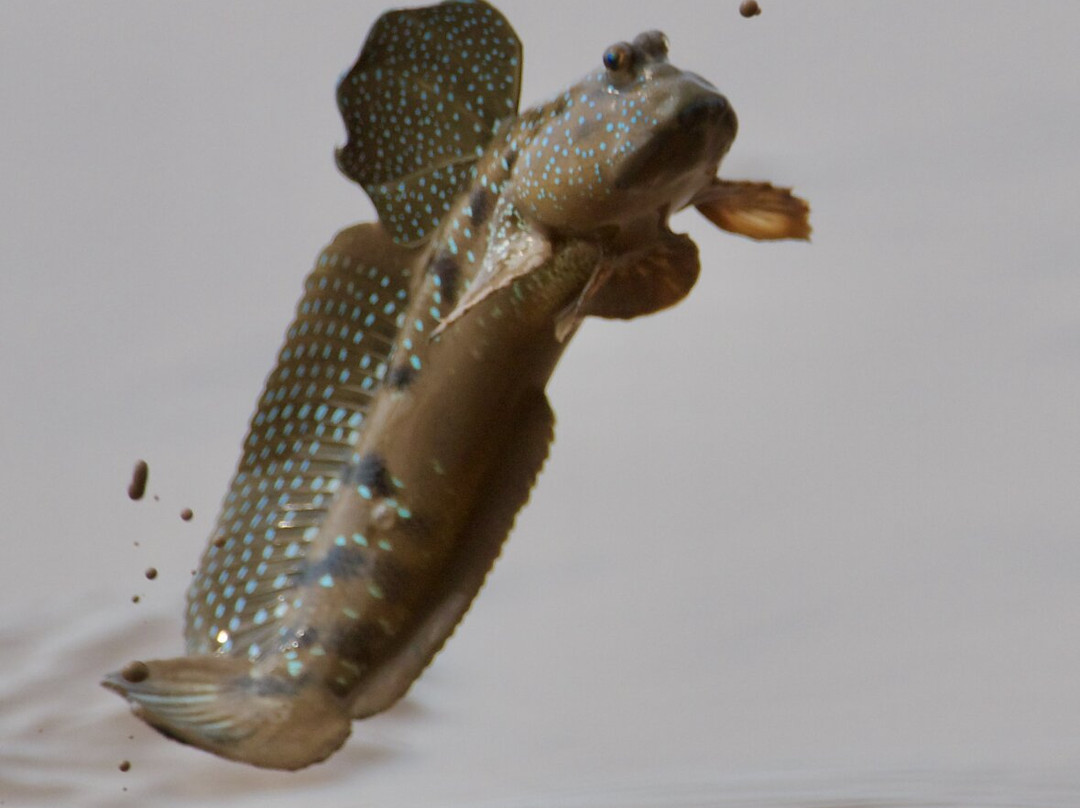 Kampot Dolphin Ecotours | កំពតដូលហ្វីនអេកូធួរ-贡布必去景点