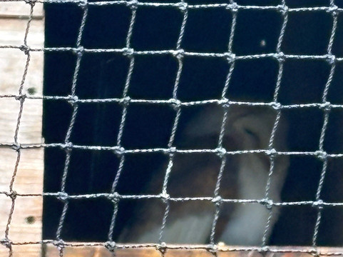 World of Owls-Randalstown必去景点