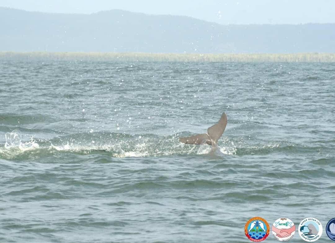 Kampot Dolphin Ecotours | កំពតដូលហ្វីនអេកូធួរ-贡布必去景点