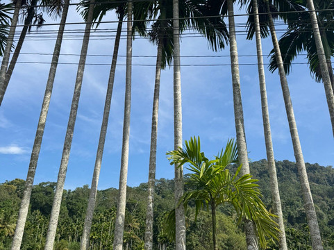 Wellawaya Tuk Tuk Tours & Taxi Service-Wellawaya必去景点