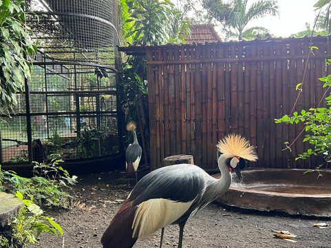 Taman Safari Prigen-Prigen必去景点