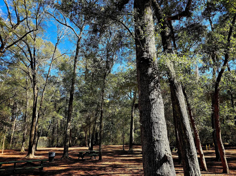 Angel Oak Tree-Johns Island必去景点