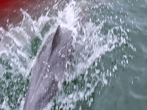 The Original Tea Gardens Ferry-尼尔森湾必去景点