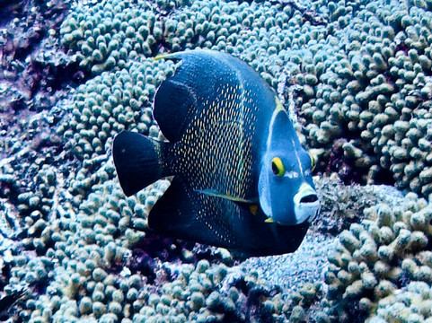 The Diveshop Curacao-威廉斯塔德必去景点