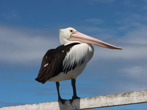 莫比迪克河畔汽车旅馆主图