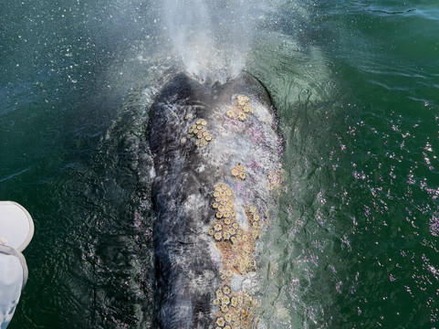 Baja Ecotours-San Ignacio必去景点