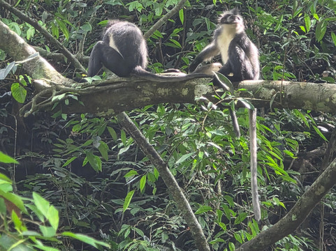 Sumatra Tour Adventures-武吉拉旺必去景点