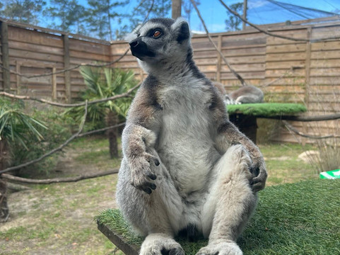 North Florida Wildlife Center-Lamont必去景点