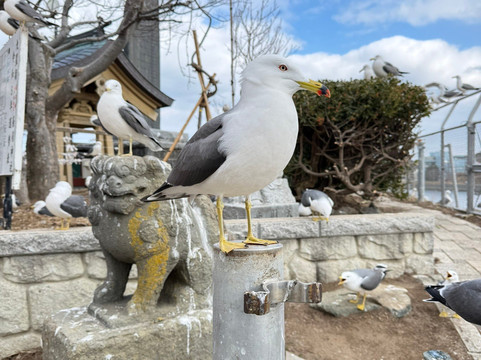 Kabushima Shrine-八户市必去景点