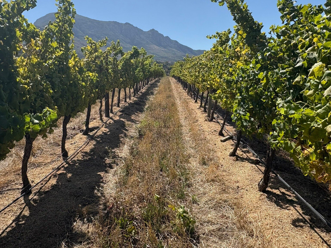 Steenberg Vineyards-康士坦提亚必去景点