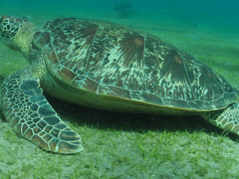 菲国海洋探索潜水中心-岛印必去景点