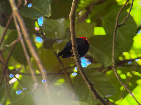 Rainforest Chronicles-希门尼斯港必去景点