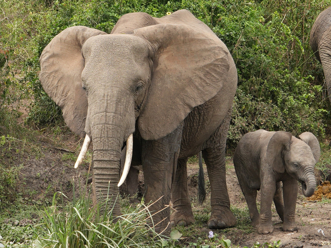 ENSHAMA GAME LODGE & CAMPSITE