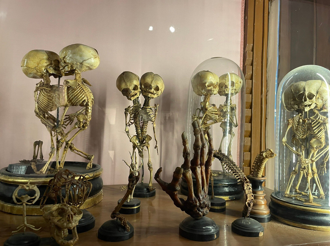MUSA - Museo Universitario delle Scienze e delle Arti-那不勒斯必去景点