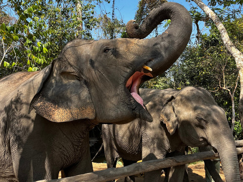 Kulen Elephant Forest-暹粒必去景点