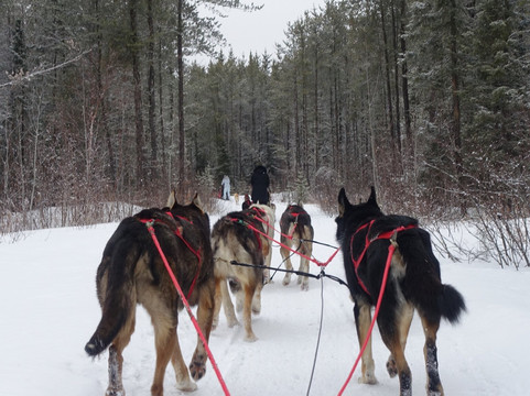Chilly Dogs Sled Dog Trips-伊利必去景点