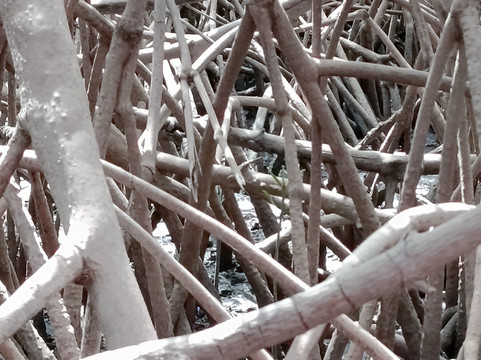 Lagune de la Somone-索蒙必去景点