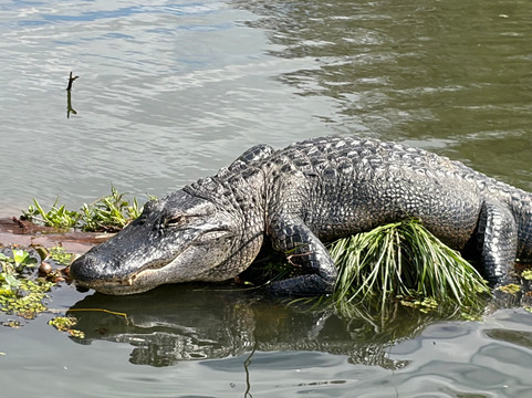 Borels swamp tours-布里奥克斯桥必去景点