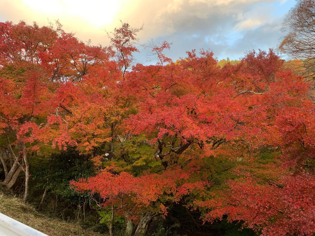 Maple Road-富津市必去景点