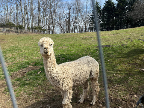 Apple Hill Farm-Banner Elk必去景点