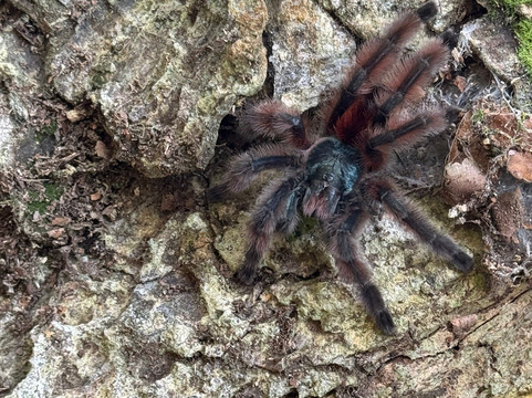 Habitation Céron-Le Precheur必去景点