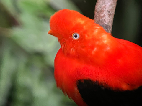 Birds of Peru Tours-马尔多纳多港必去景点