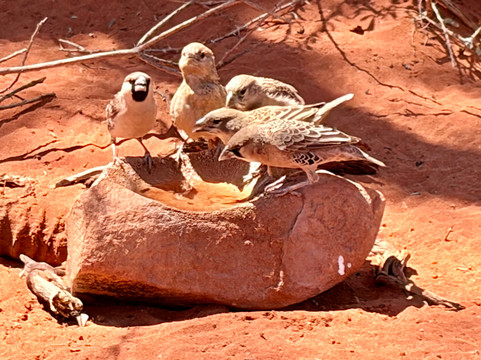 Tok Tokkie Hiking Trails-NamibRand Nature Reserve必去景点