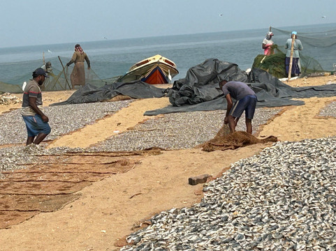 Negombo Fish Market-尼甘布必去景点