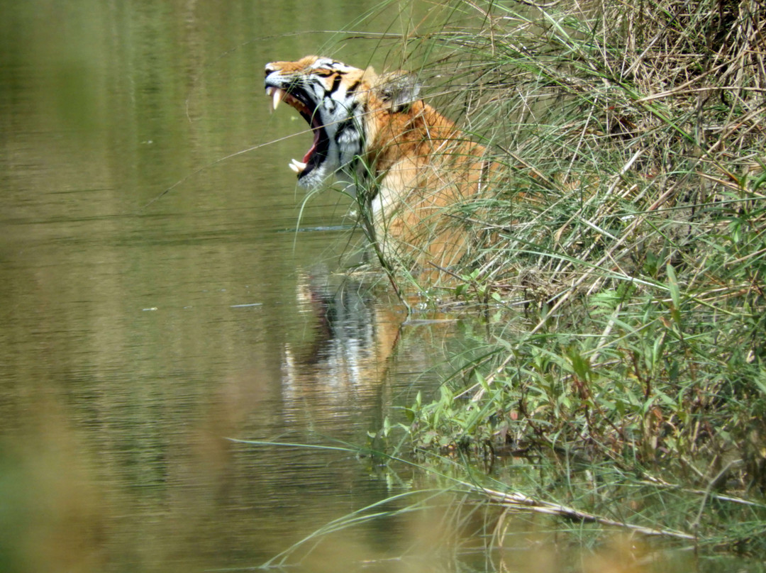 Rhino Lodge Bardia主图