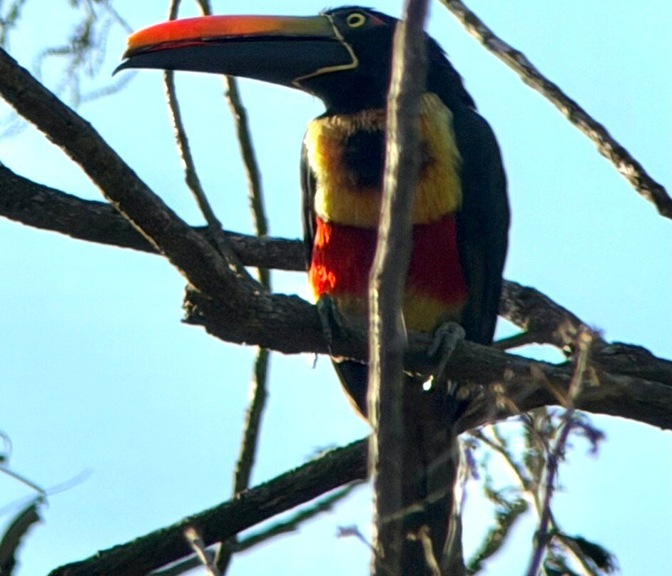 Johan Chaves - Nature and birding Tours-哥斯达黎加安东尼奥国家公园必去景点