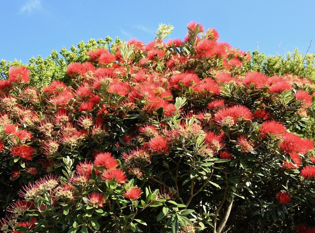 Huriawa Pa Walk-Waikouaiti必去景点