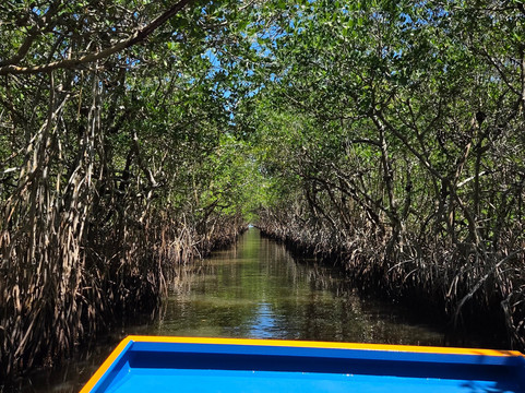 Everglades City Airboat Tours-大沼泽地必去景点