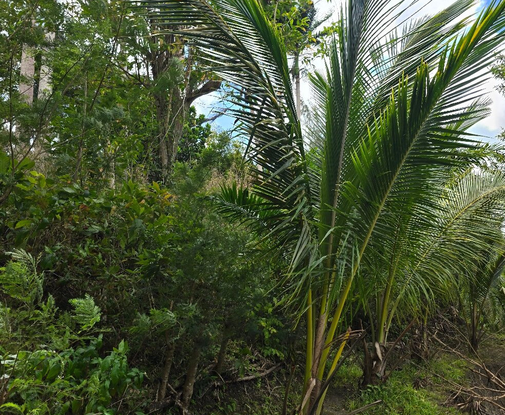 Coco Hill Forest-Melvin Hill必去景点