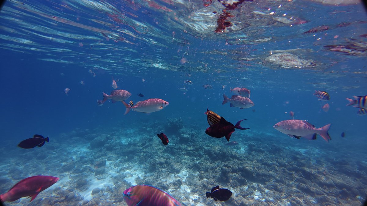 阳光岛别墅公园-泳池