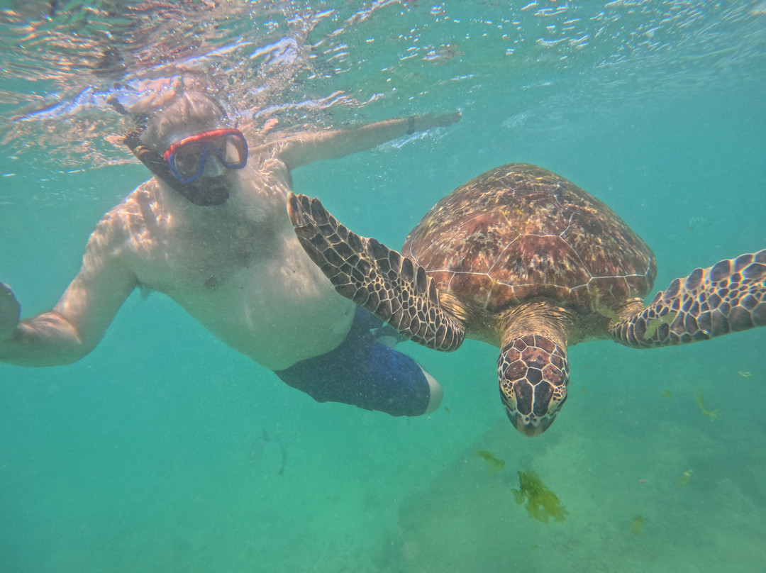 Mirissa Turtle Snorkeling Tours-美蕊沙必去景点