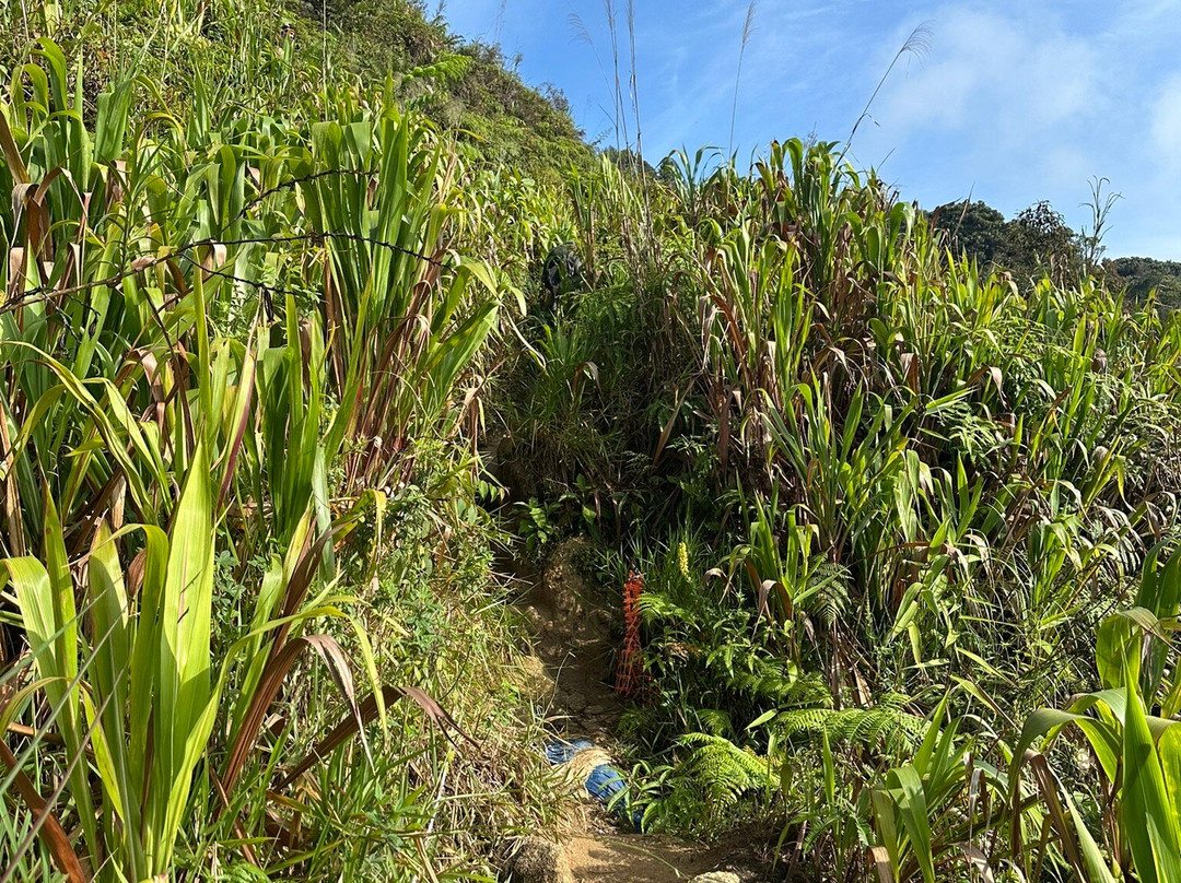Ferns, Fronds, Friends & Family-丹那拉塔必去景点