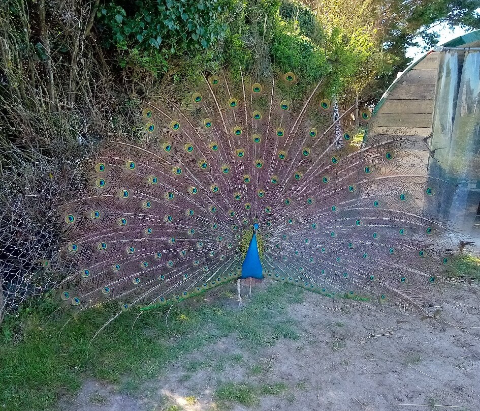 Ferme de La Cressonnière-Corme Ecluse必去景点