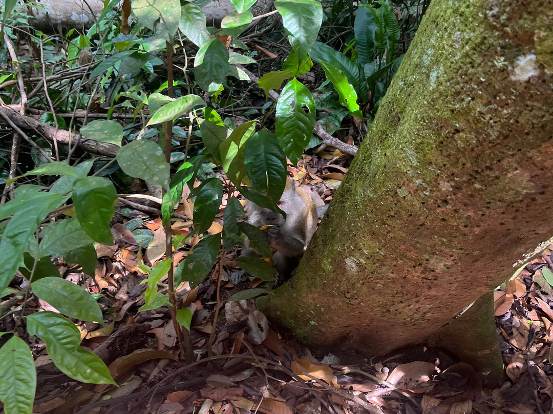 Bukit Lawang Adventure-武吉拉旺必去景点