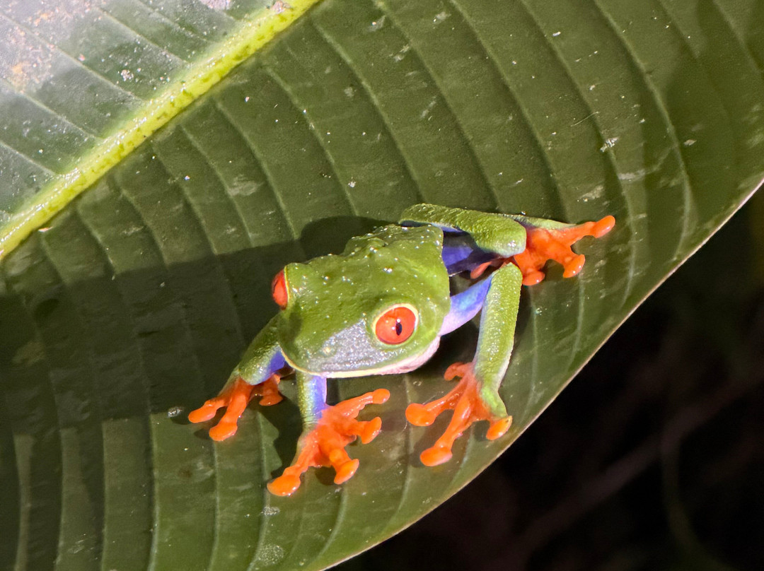 Papa's Place-La Fortuna必去景点