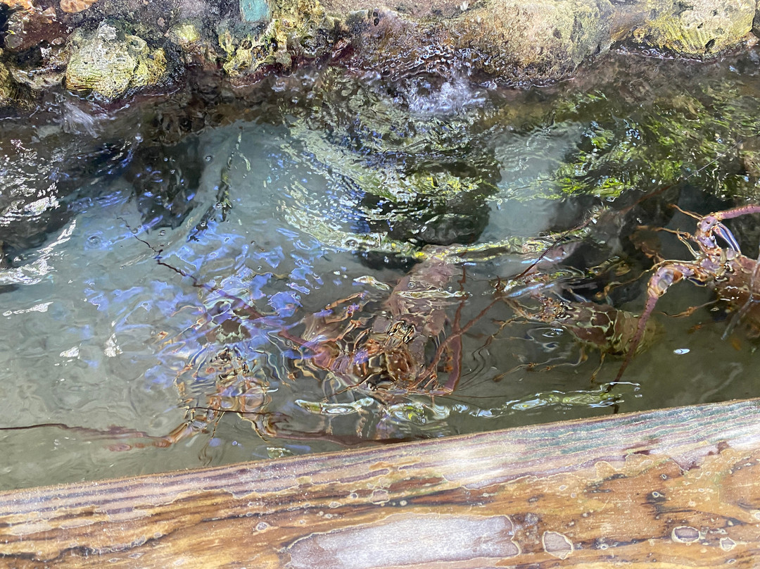 Florida Keys Aquarium Encounters-马拉松必去景点