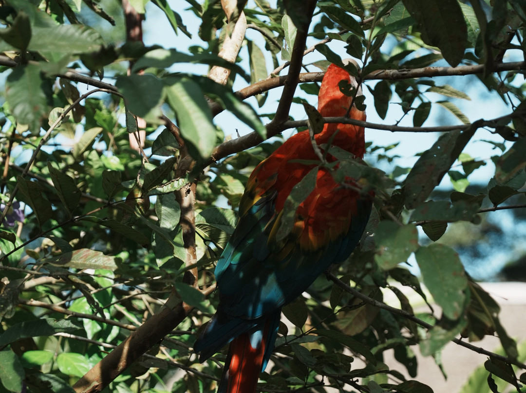Corto Maltes Amazonia Lodge主图