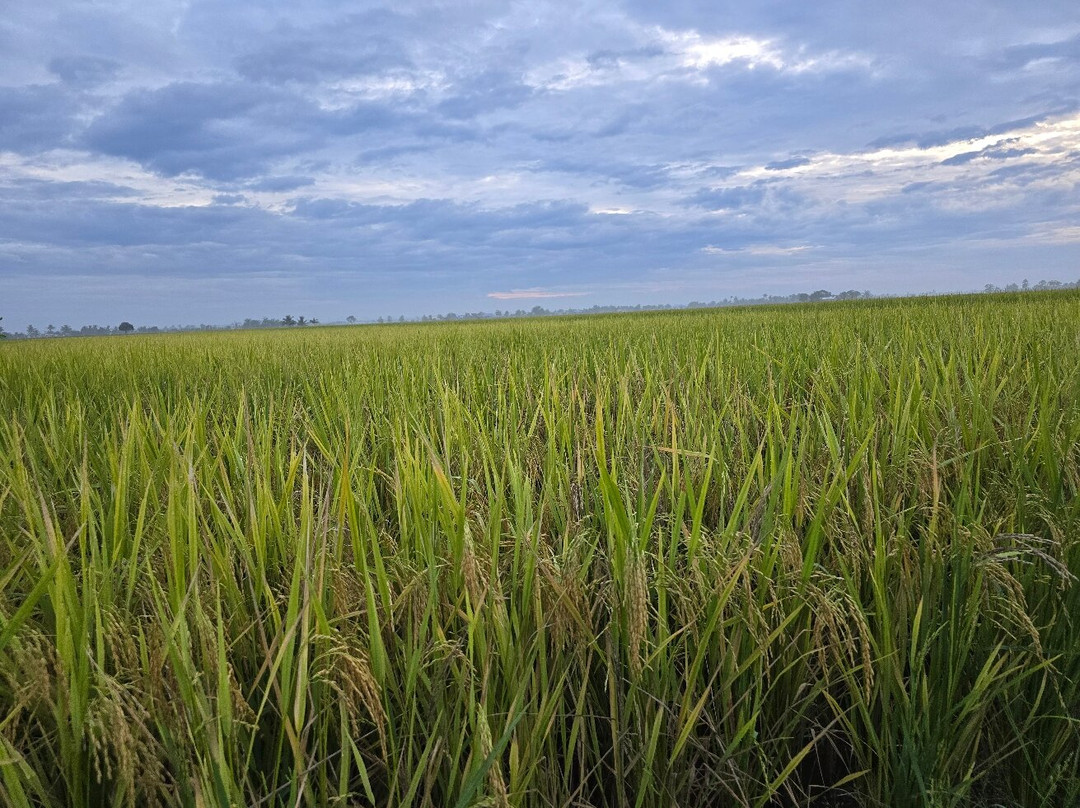 Sekinchan Paddy Field-适耕庄必去景点