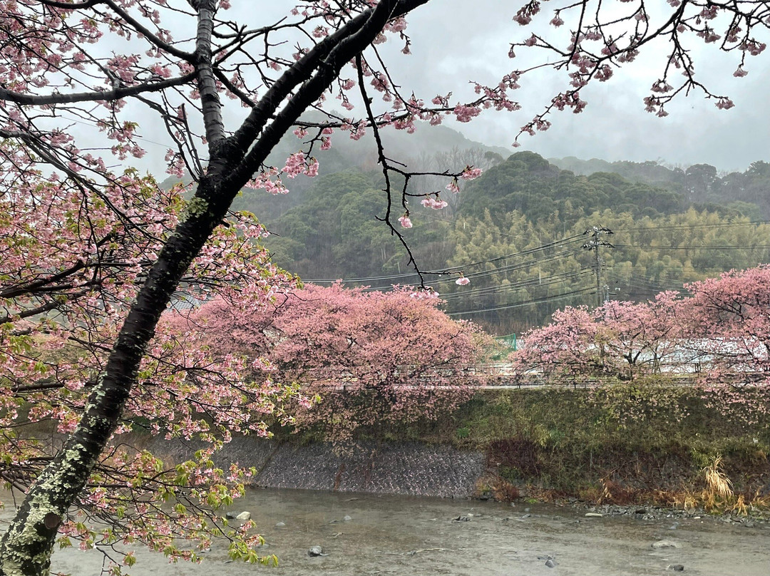 河津樱花-河津町必去景点