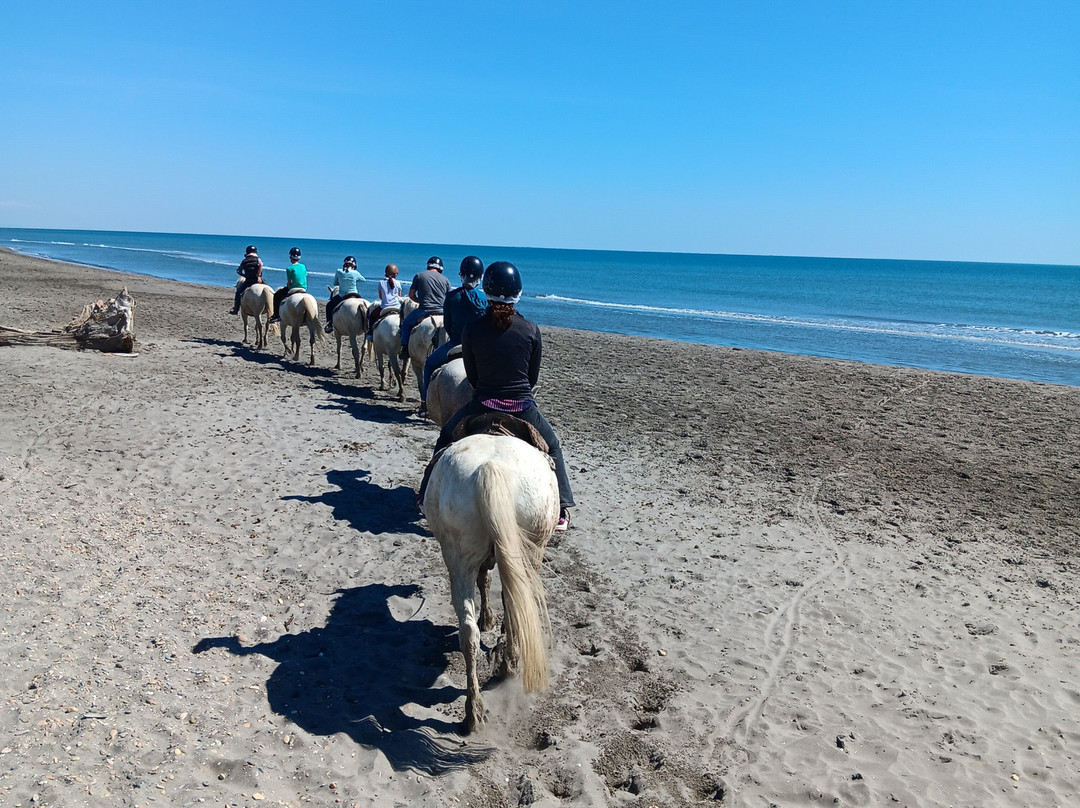 Centre Equestre Crin Blanc-滨海圣玛丽必去景点